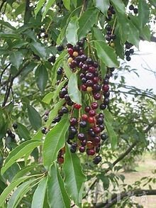 大數(shù)據(jù)分析如何使用線性回歸進行預(yù)測建模